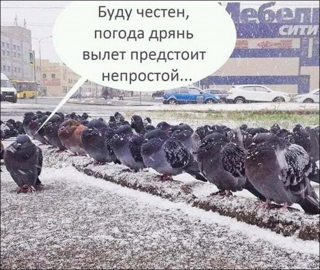 Картинки с надписями фразы и анекдоты