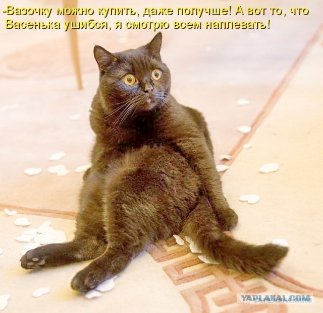 Котательная сводка за пять минут
