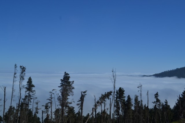 Канары, Тенерифе