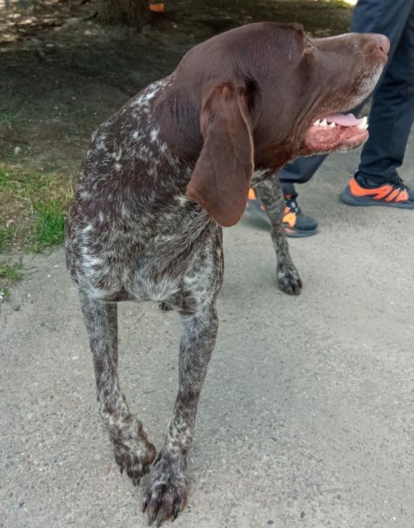 Поможем собакену