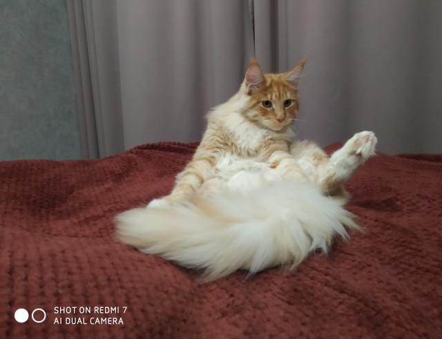 Кошка