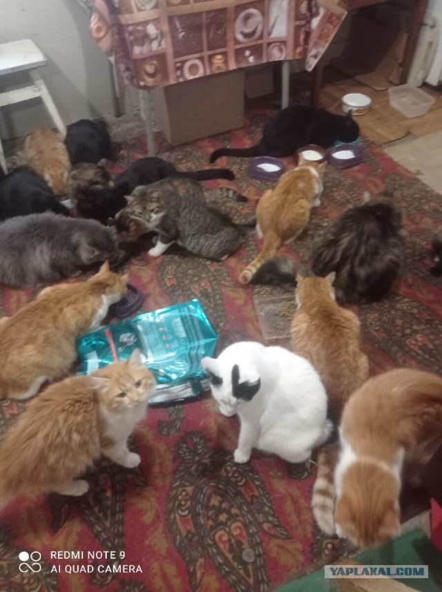 Котики в беде