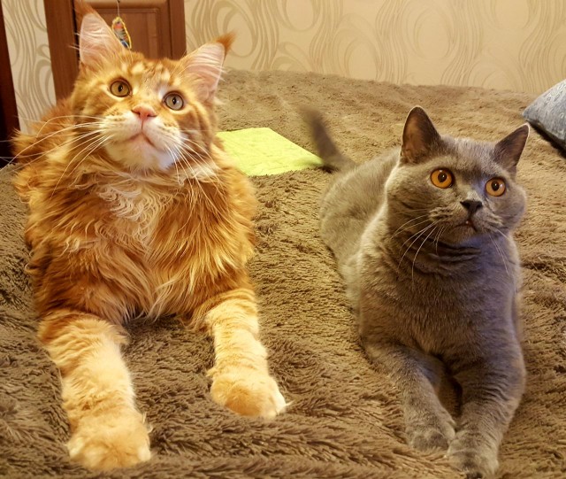 Вторник, ваши коты и кошки в студию