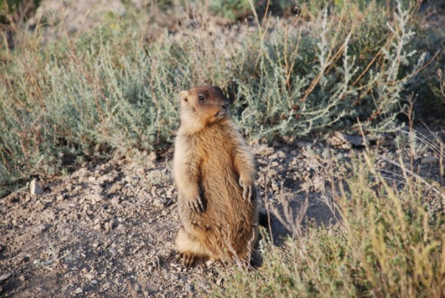 В Монголию на мотоциклах 2006