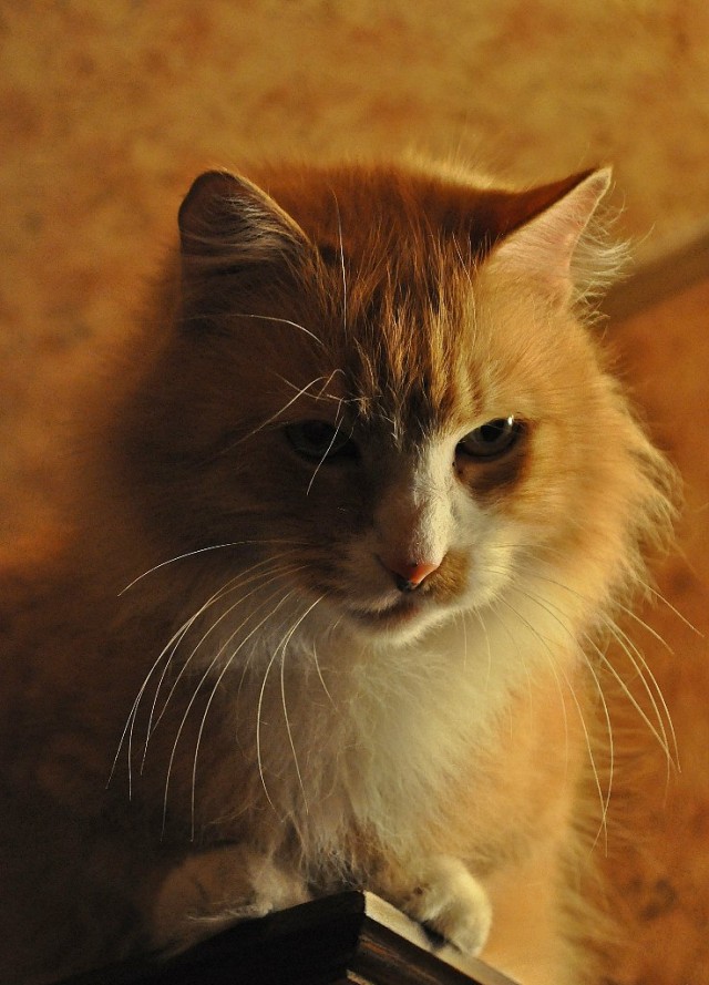 Котовторник 09.04.2013