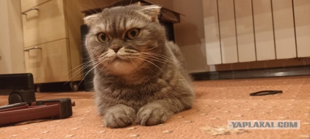 Снимки очень злых котов, которые всё равно остаются милашками