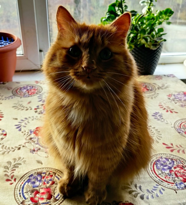 Котовторник