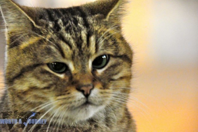 Пушистый хозяин собора святой Софии