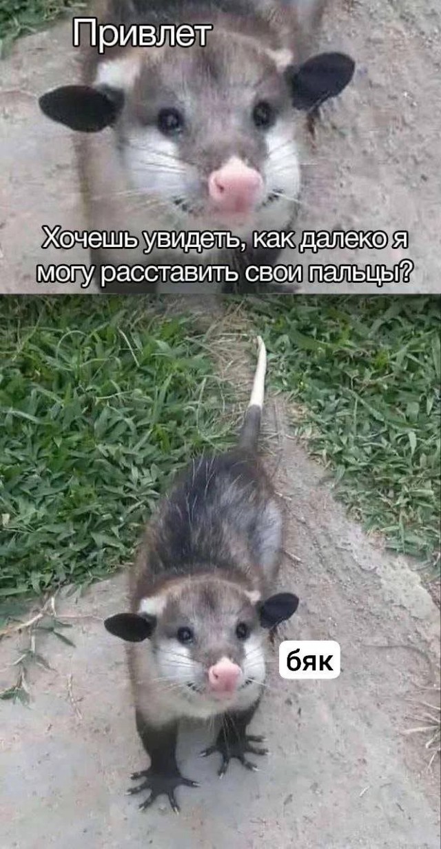 Никакие картинки