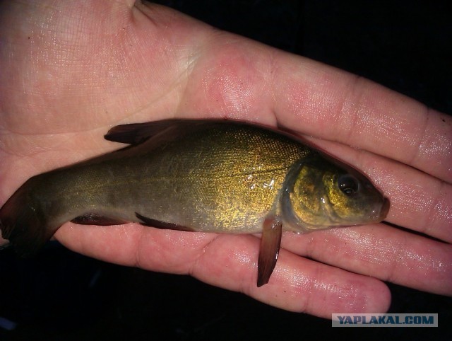 Рыбалка в ближайшем подмосковье