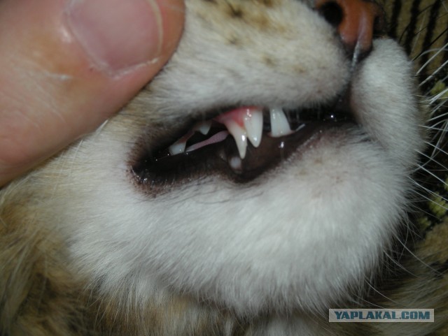 Немного о  Мейн Куне.