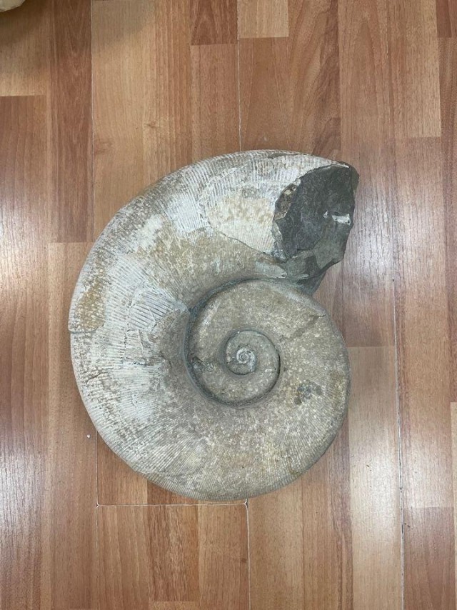 Московский студент хотел отправить в США окаменелости древнего моллюска