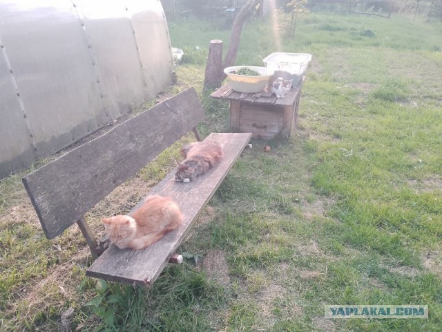 Жизнь домашнего приюта для котеек 545