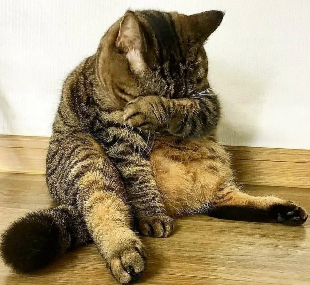 Кот ты ауел???