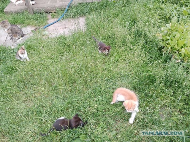 Жизнь домашнего приюта для котеек 549