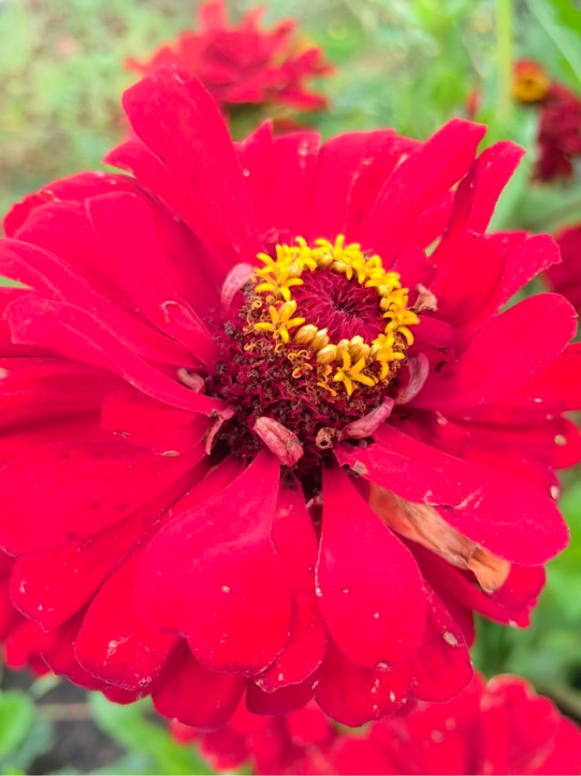 Цветы на даче