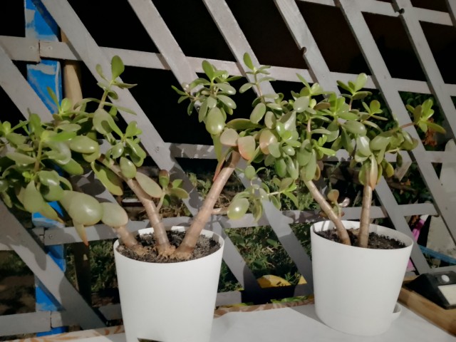 Разрослись тут у меня