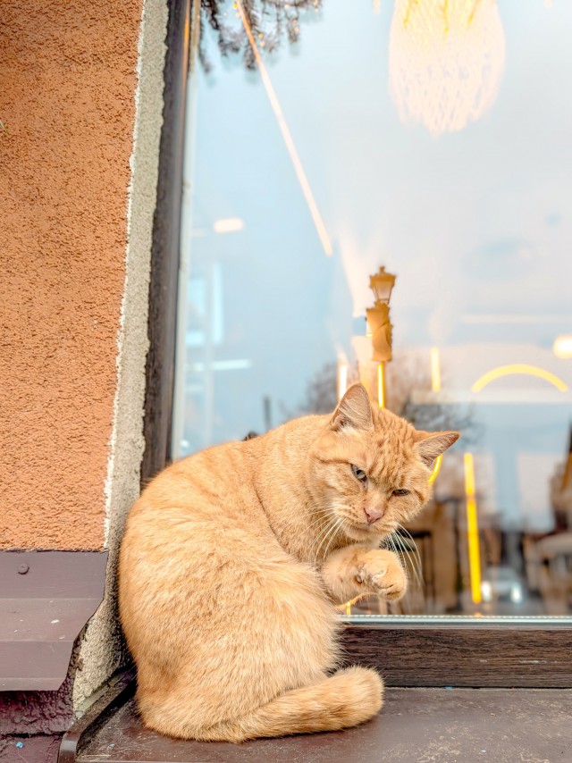 Котовторник говоришь?!...