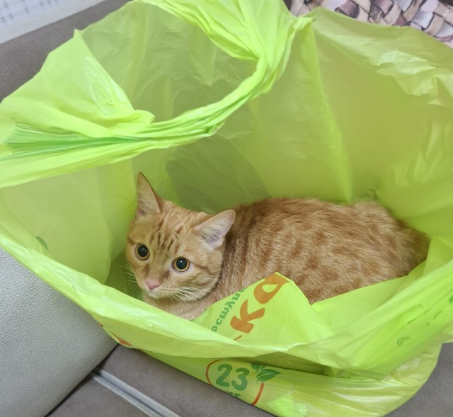 Оглянись, незнакомый прохожий