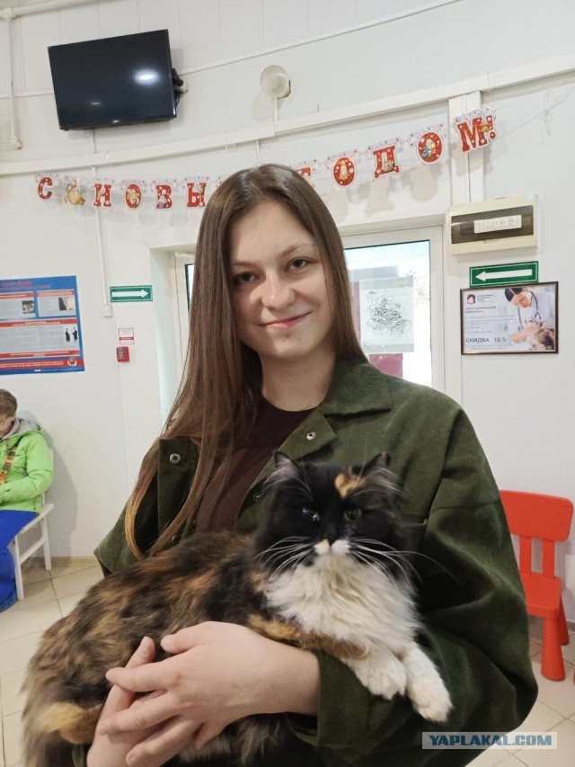 Просто красивая трёхцветная кошка