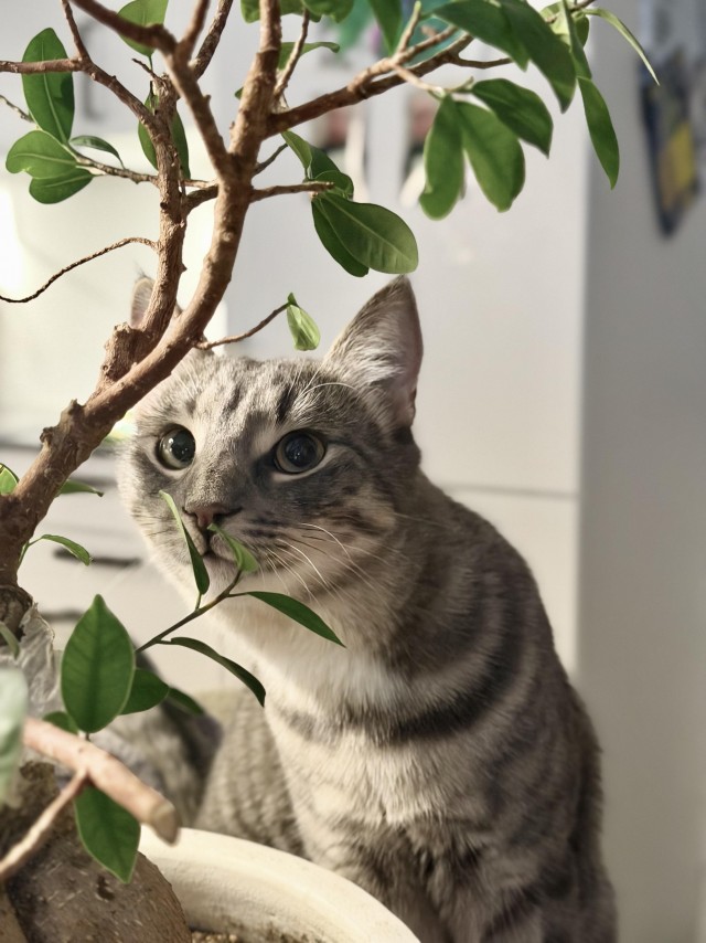 Как рос кот