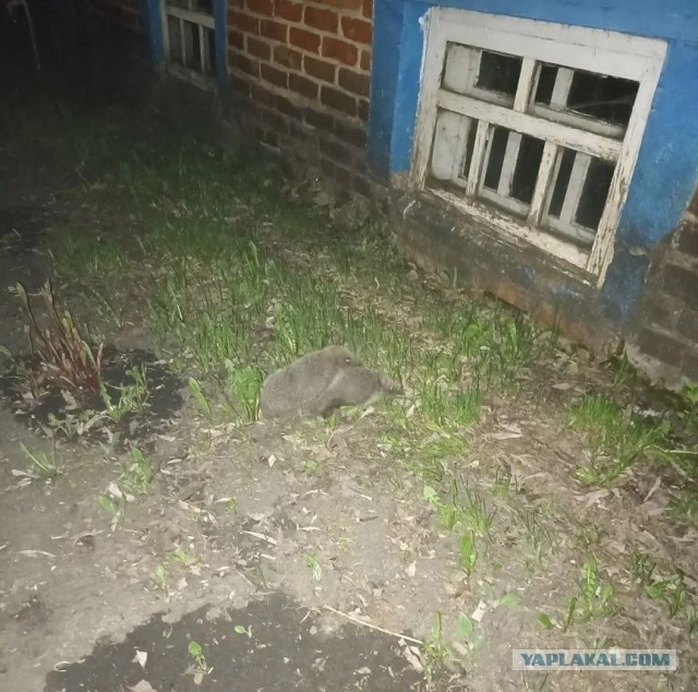 Сижу думаю... И тут началось из темноты!