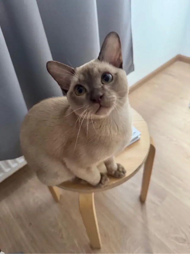 Котовторник