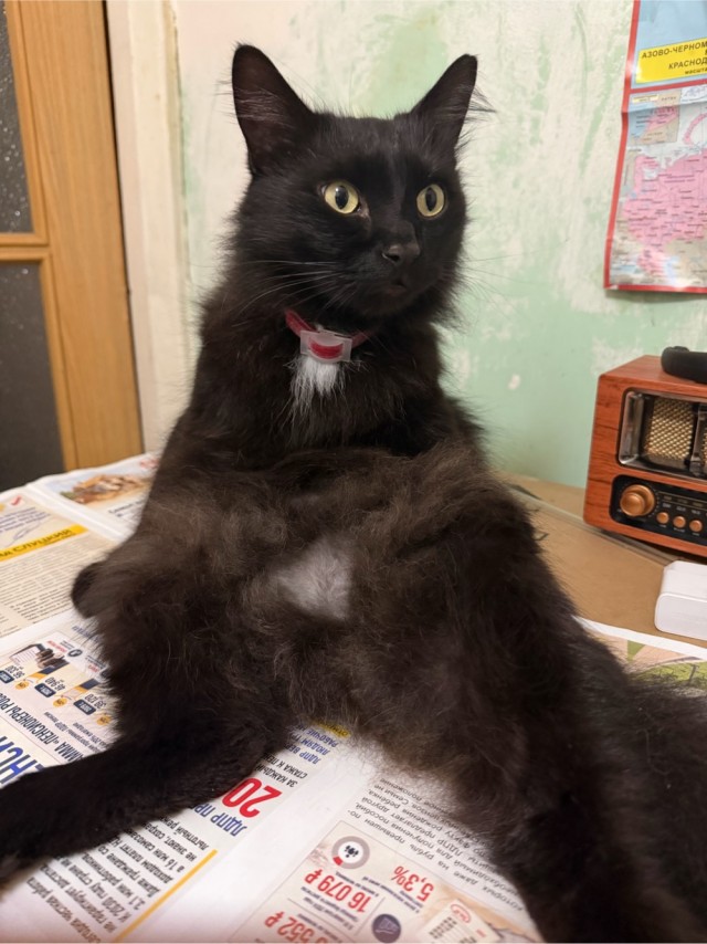 Котовторник