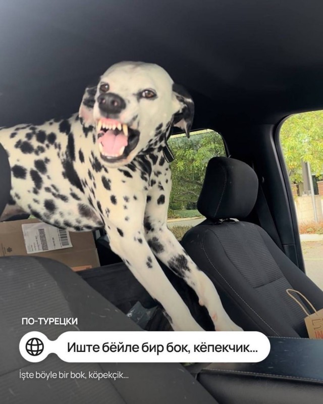 9 мемов про собачку на разных языках