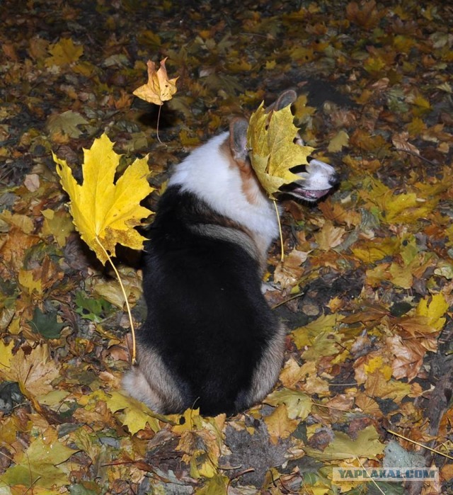 Осенняя фотосессия с листиками