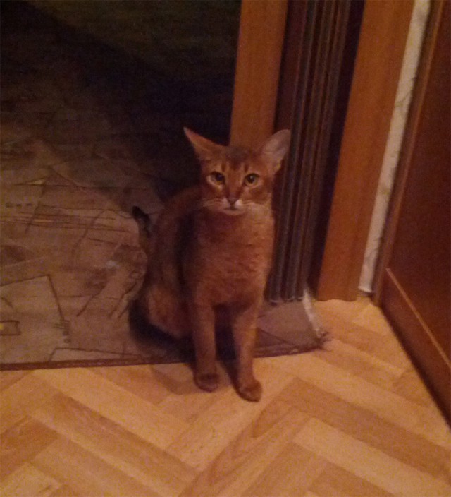 Котовторник 12.11.2013