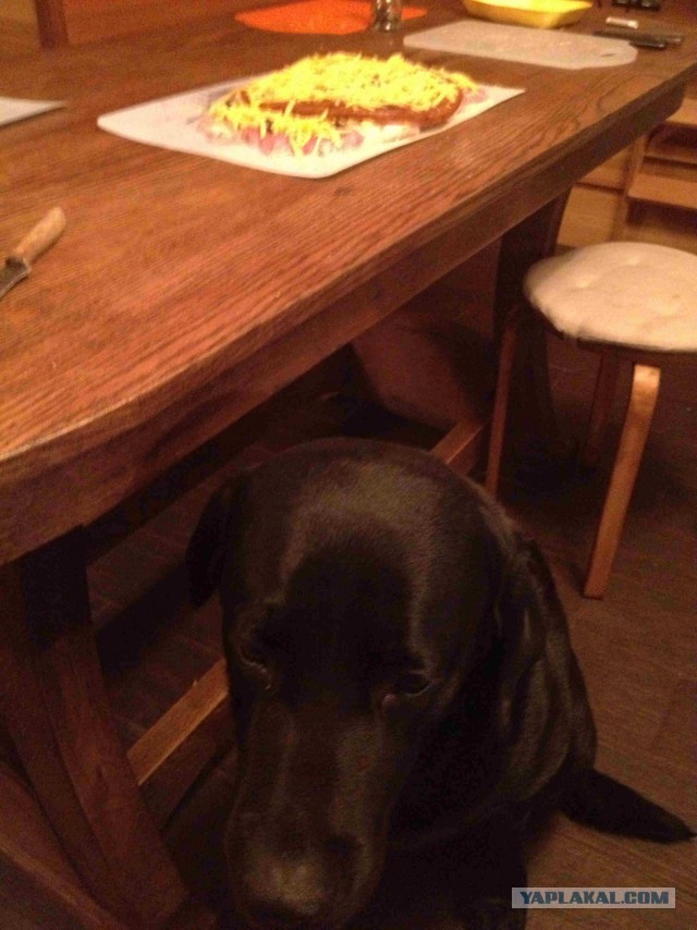 Куриный рулет