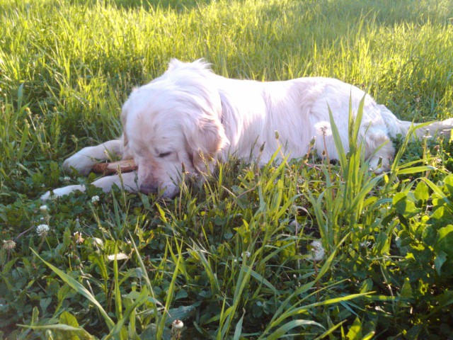 Собачки: русская борзая