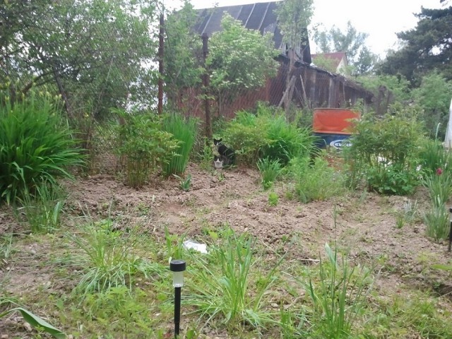 Котовторник 24.06.2014