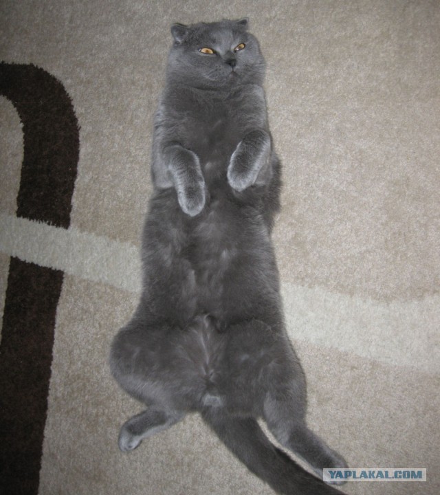 Котовторник 15.07.2014.