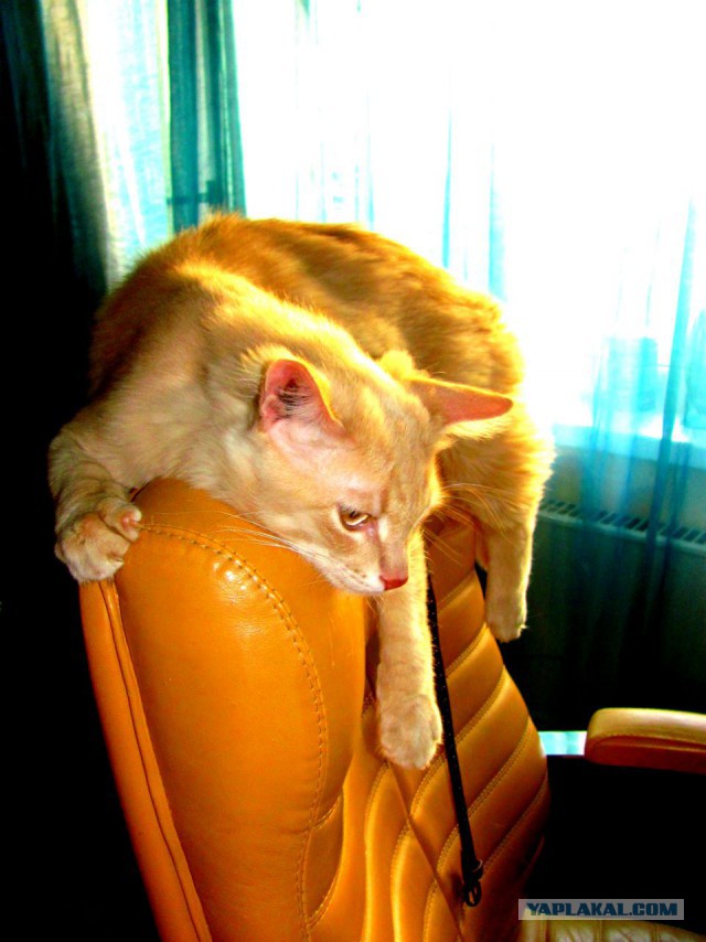 Котовторник 26.08.14.
