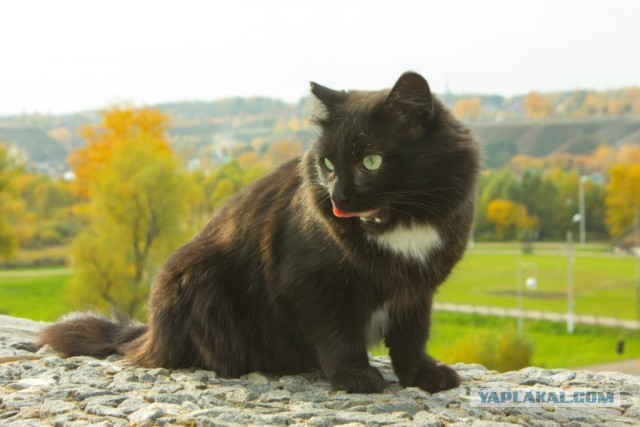 Котовторник 11.11.2014