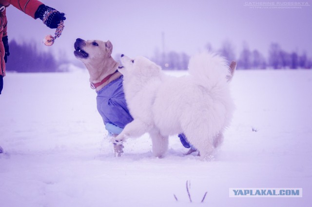 Самоедская лайка