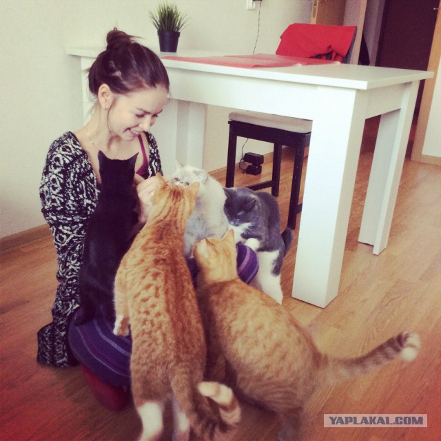 Котовторнику посвящается.