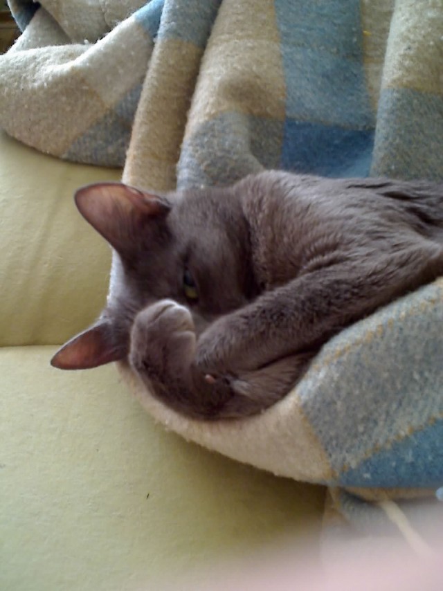 Эротический фотосет "гламурной кисы" у зеркала