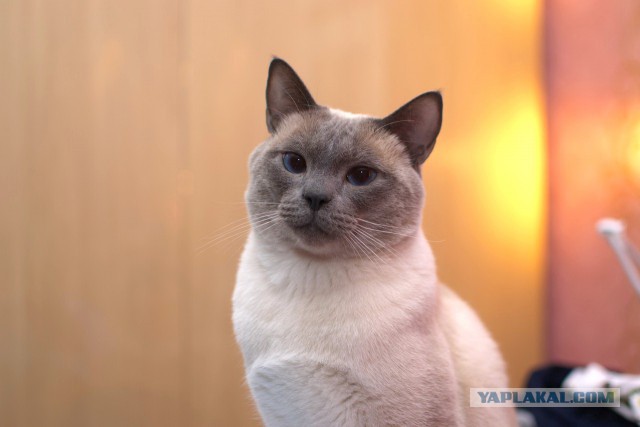 Котовторник наступил!:)