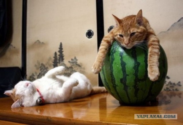 Котовторник