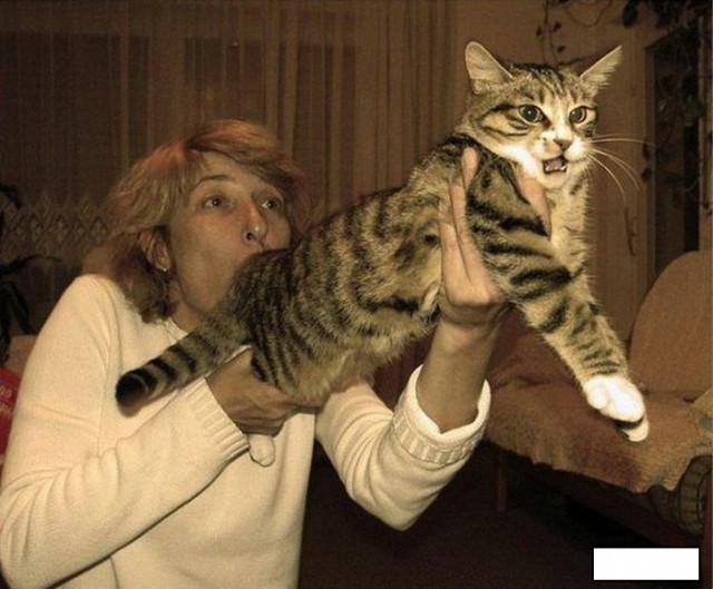Коты, они - как люди!