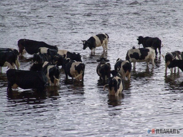 БЫКИ, БУРЁНКИ, Коровы кароча