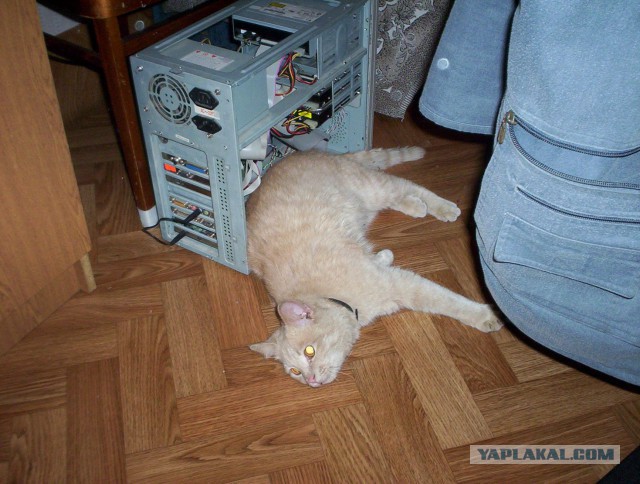 Котовторник