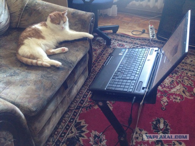 Котовторник 29.03.2016