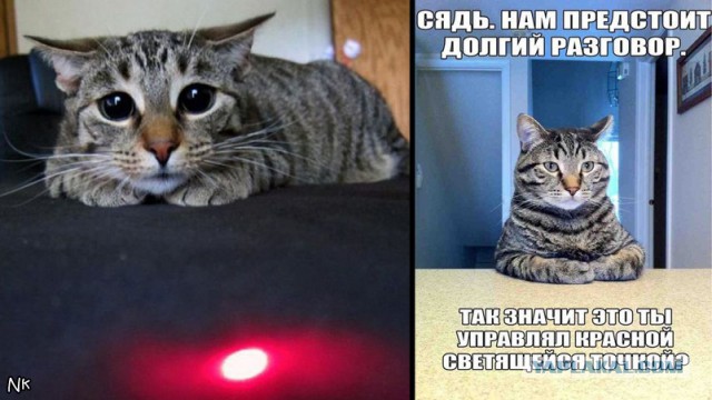 Лазерная указка и реакция животных на нее