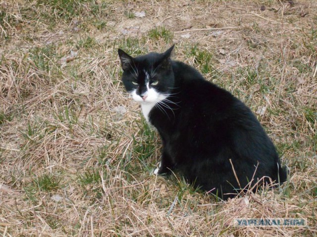 Жизнь домашнего приюта для котеек 107