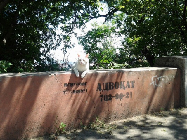 Небольшой микс картинок и гифок .