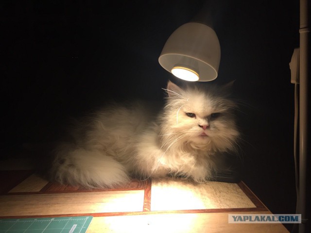 Котовторник 15.11.2016